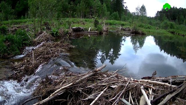 Птички на бобровой плотине возле Сказа.