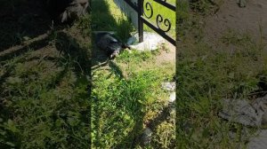 Бесплатное удобрение из мешка. Секрет поздней моркови в Карелии / Утро на даче