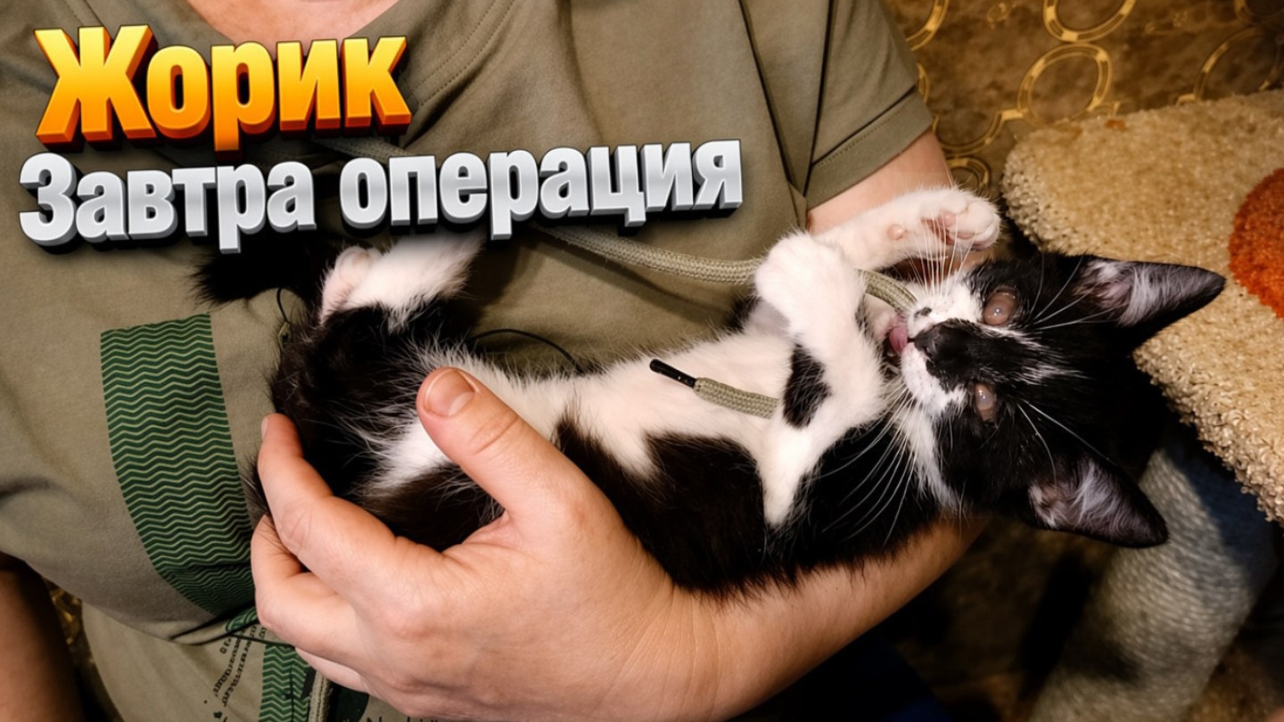 Жорик. Завтра операция. смотреть онлайн