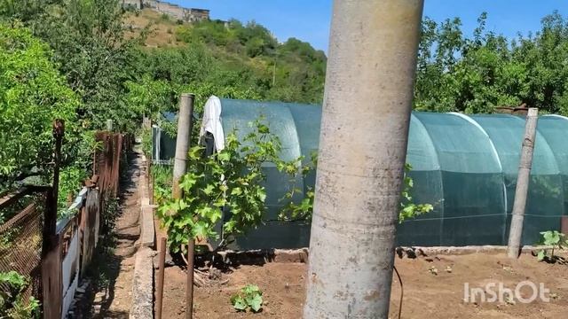 копаем молодую картошку/шашлыки на обед смотреть онлайн