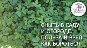 Сныть в саду и огороде