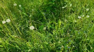 Летние картинки🌱🌳❤️🌾🐝🐦🕊️😍