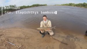 Ловим всякую ЛАБУБУ а еще ЖЕЛТОЩЕКА, СОМОВ, КРАСНОПЕРОК