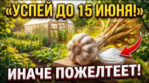 Сделаете ЭТО в начале июня — и чеснок попрёт как на дрожжах! Головки будут в 2 раза крупнее