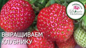 ВЫРАСТИТЬ ХОРОШУЮ КЛУБНИКУ ПРОСТО