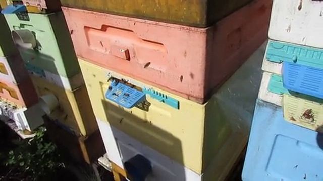 пчеловодство с минимумом осмотров, вторая семья пчел Элгон на ячейке 4,9 мм , 6.06.2026 смотреть онлайн