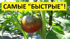 Какие Томатные Гномы первыми завязали плоды? Гном Дикий Спудлиф №900-19. 5 июня 2026.