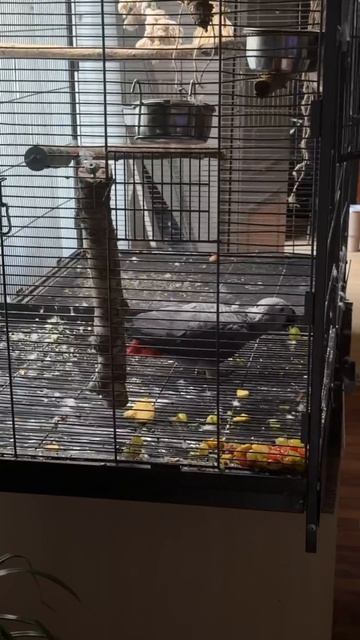 06-06-2026. Попугай 🦜 Жако. смотреть онлайн