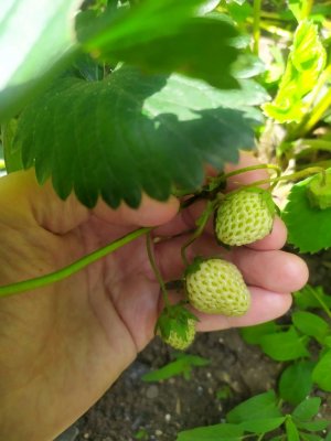 Аллен Карр. Лёгкий способ бросить курить