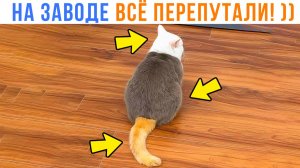 НА КОТИКОВОМ ЗАВОДЕ ОПЯТЬ ВСЁ ПЕРЕПУТАЛИ ))) Приколы | Мемозг 1764