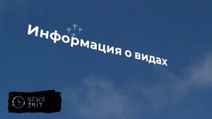 Биолог рассказал, можно ли трогать испанских слизней