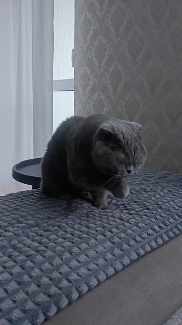 Шотландская вислоухая кошка Риана 06.06.2026.