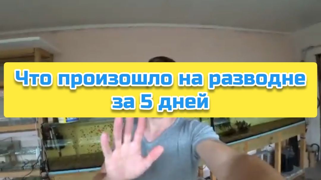 Что произошло на разводне за 5 дней