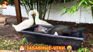 Забавные утки мускусные и пекинские на свободном выгуле со своими друзьями ч.(402) ❣️🤗😂