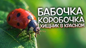 БОЖЬЯ КОРОВКА: У6*ЙЦА, которого вы держали на ладони | Интересные факты.