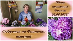Обзор цветущих Фиалок 06.06.2026!