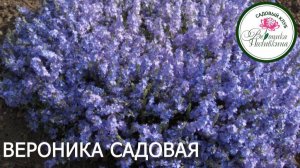 ВЕРОНИКА САДОВАЯ