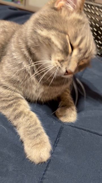 Милый котик 🐱😺