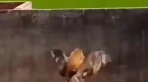 Бесплатный полёт.