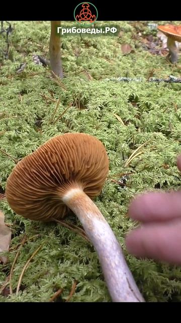 Паутинник голубоствольный, он же прямой, он же пачкающий (Cortinarius collinitus) смотреть онлайн