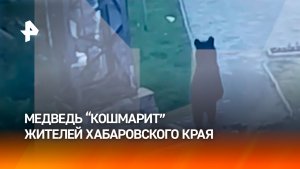 Медведь на прогулке: зверь напугал жителей Хабаровского края и скрылся от погони