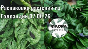Обзор растений из Голландии 07.06.26