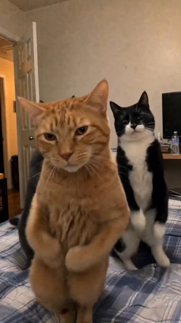 Котики смотреть онлайн