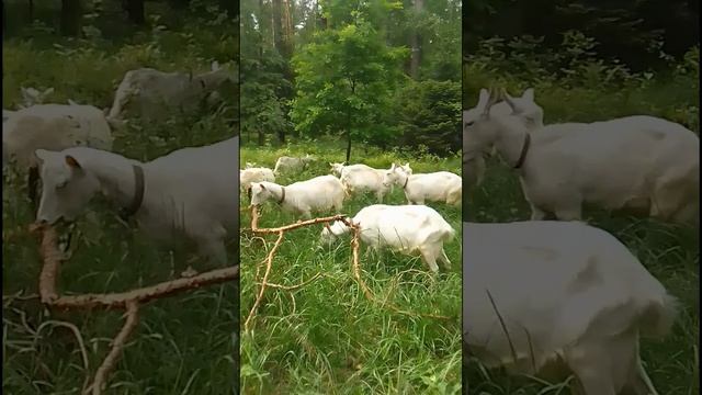 Лето началось с прогулки с козами в лесу. Часть 1. смотреть онлайн