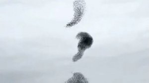 Мурмурация - когда тысячи птиц сбиваются в громадные плотные фмгурные стаи