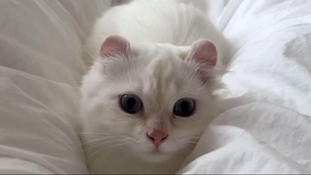 Заставка для видео Маловский Васька № 592