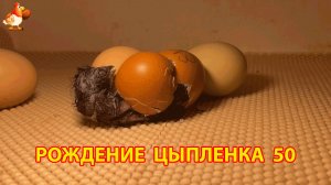 Вылупление цыпленка из яйца в инкубаторе версия 50