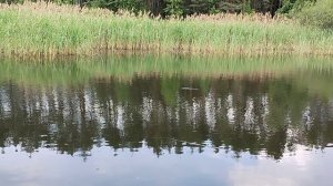 Озеро г. Жуковка. Поворот на д. Гостиловка