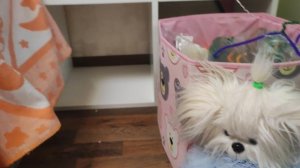 Один день с собачками Lucky doggy