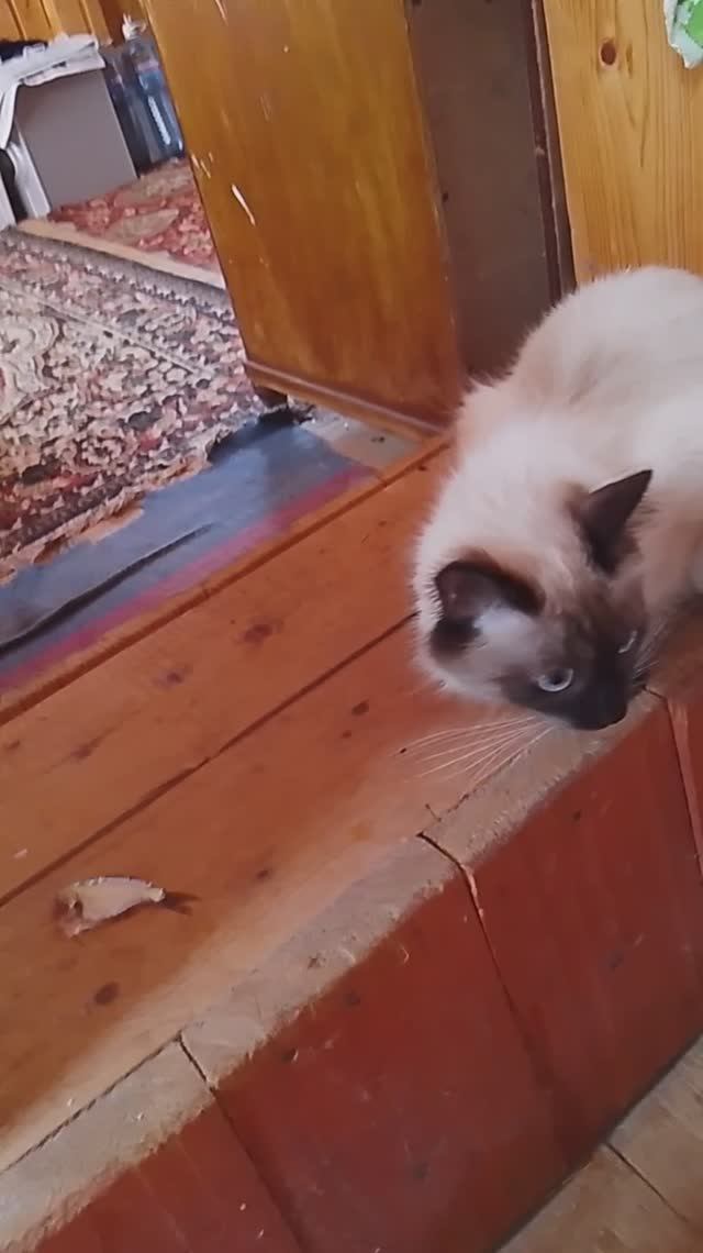 А кошка городская не ест рыбу с речки!!!! смотреть онлайн