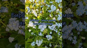 Бир барг тушса 
Bir barg tushsa