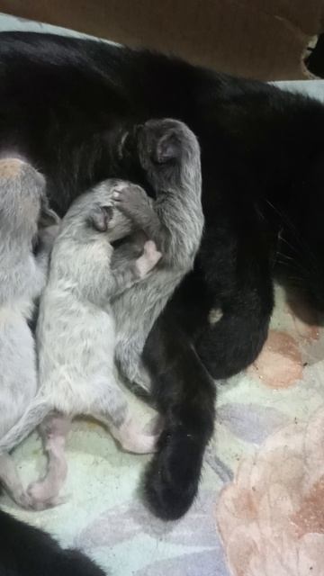 котята дерутся за сиську🐱🐱 смотреть онлайн