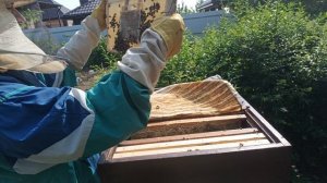 Китайский джентерский сот матке не понравился, ни одного яйца не положила