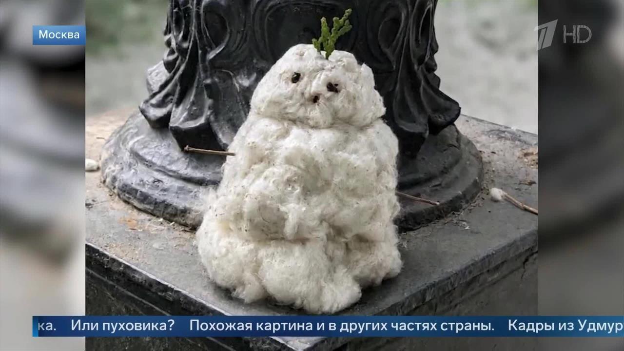 Снеговика из тополиного пуха слепили москвичи и выложили его фото в сеть. смотреть онлайн
