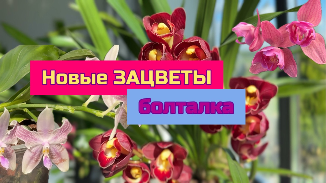 Цветущие орхидеи фаленопсис и Цимбидиум . Болталка смотреть онлайн