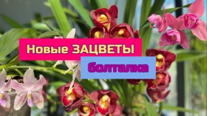Цветущие орхидеи фаленопсис и Цимбидиум . Болталка