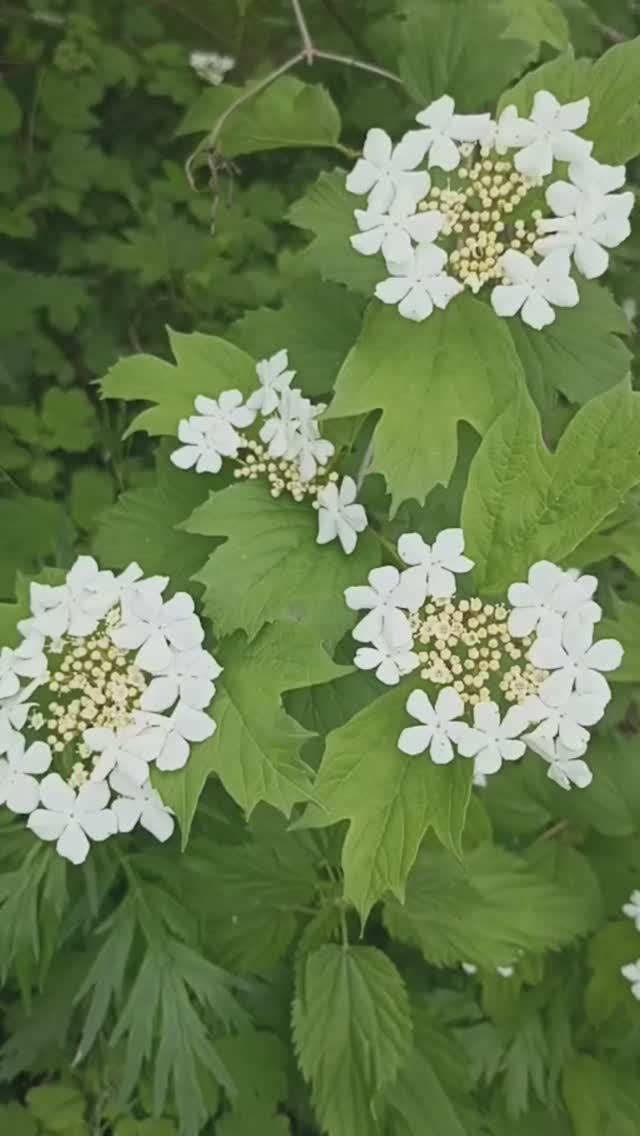 Кружевной наряд калины.