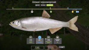 Шемая Черноморская, выполнение юбилейного задания в игре Русская Рыбалка 4