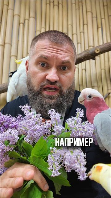 ❌Сирень ядовита для попугаев?