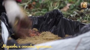 Морковь и способы хранения.