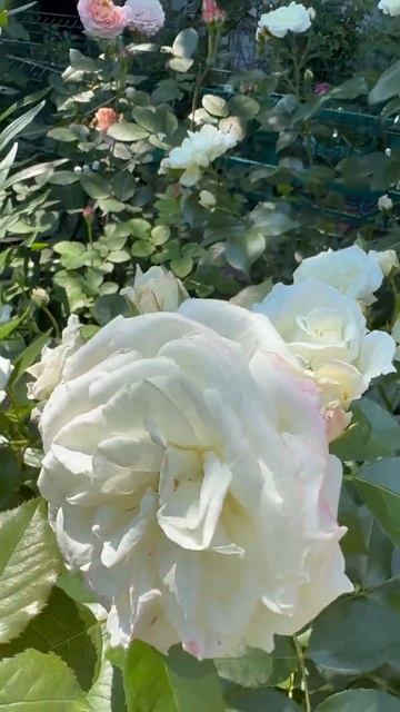 Розы в саду 💐7 июня💐 смотреть онлайн