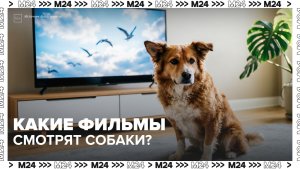 Фильмы для собак появились на стримингах: что смотрят питомцы? — Москва 24 | Контент
