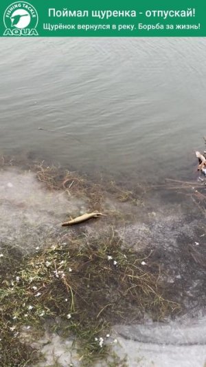 🎣🐟 Поймал — отпусти: мой новый принцип на рыбалке!