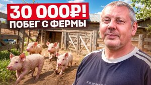 30 000 РУБЛЕЙ УБЕЖАЛИ В ЛЕС! 😱 Как мы ловили свиней-беглецов... ИЮНЬ на ферме