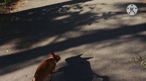 Будни многодетной мамы и бабушки/ Начала пить то,что доктор прописал