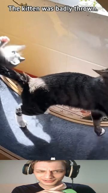 Мамы Кошки ужасны